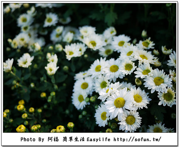 [攝影] 2011台北士林官邸菊展：菊與詩的對話@一塊賞花趣