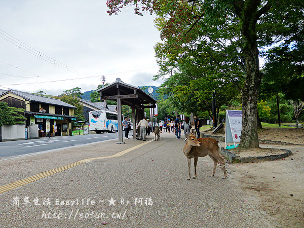 [奈良旅遊] 奈良公園 ~ 與成群小鹿玩樂@附京都到奈良交通方式