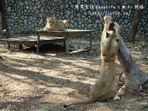[遊記] 高雄壽山動物園@園區佔地寬廣，好逛又好拍照