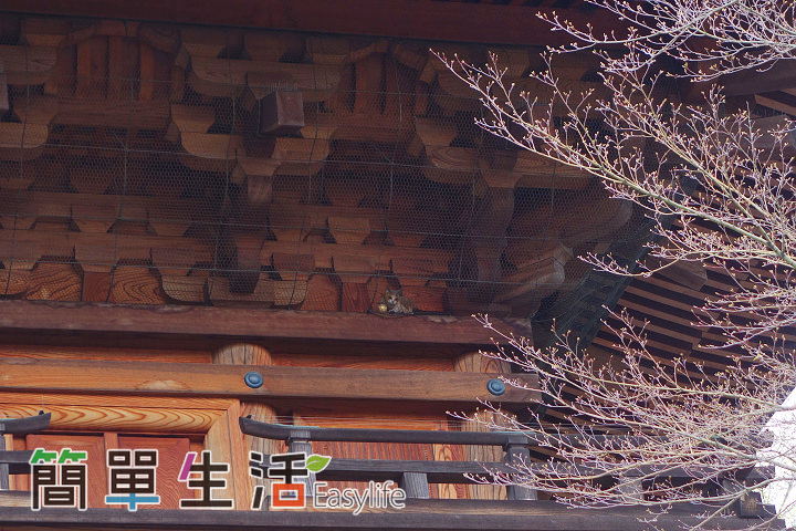 [東京貓奴攝影聖地] 今戶神社、豪德寺@景色漂亮好拍、人不多又清幽