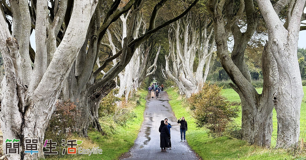 【北愛爾蘭自由行】走進魔幻國王大道！黑暗樹籬 The Dark Hedges 百年山毛櫸隧道散策