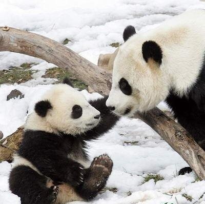 四川地震中可愛的熊貓寶寶