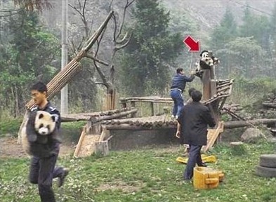 四川地震中可愛的熊貓寶寶